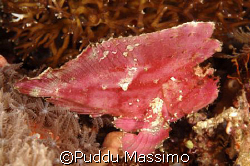 leaf red fish,manado,nikon d70 60 mm macro by Puddu Massimo 